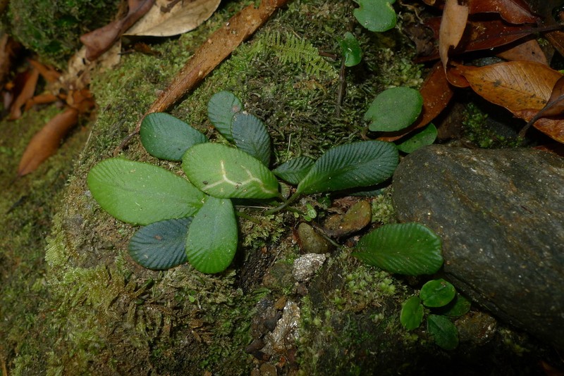 Elaphoglossum hurlimannii photo 2