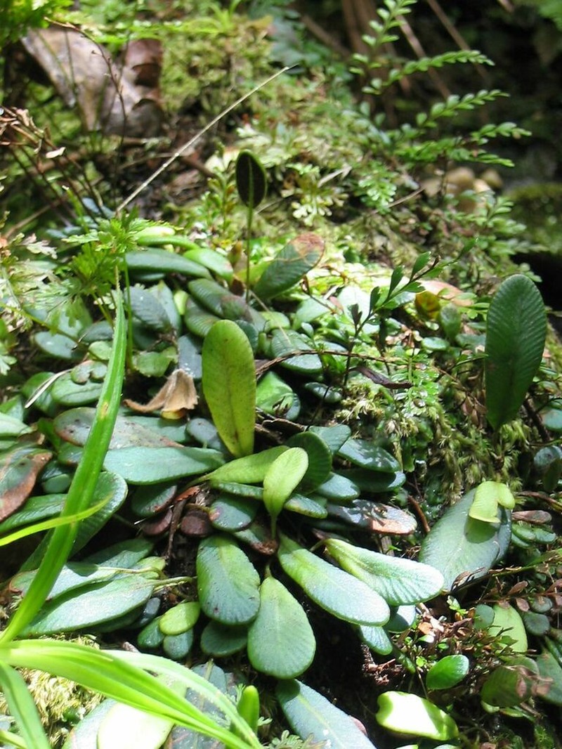 Elaphoglossum hurlimannii photo 3