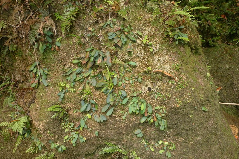 Elaphoglossum hurlimannii photo 4