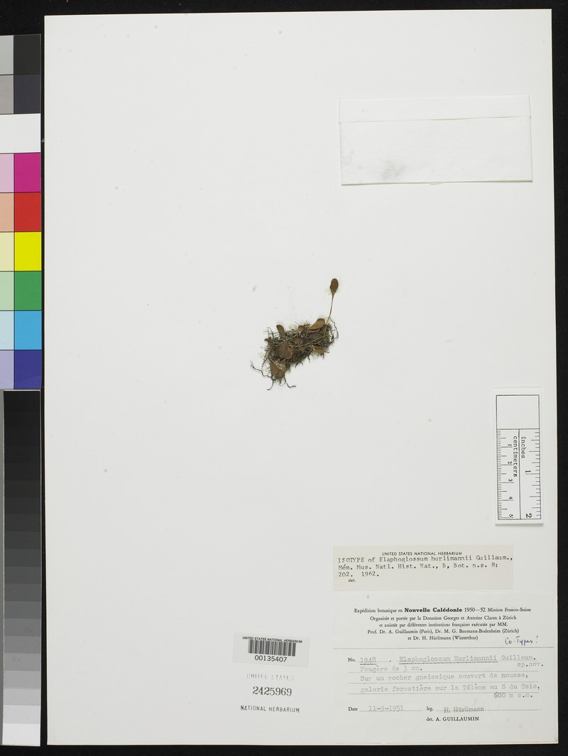 Elaphoglossum hurlimannii