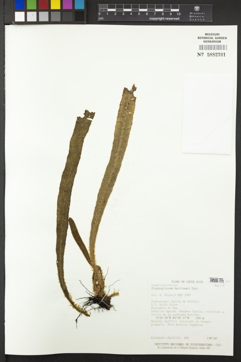 Elaphoglossum hyalinum photo 2