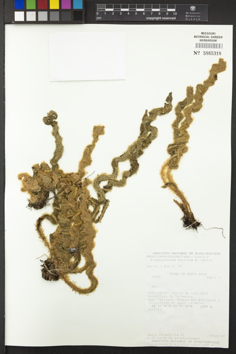 Elaphoglossum hyalinum photo 3