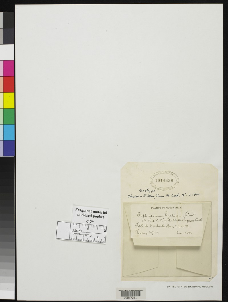 Elaphoglossum hyalinum