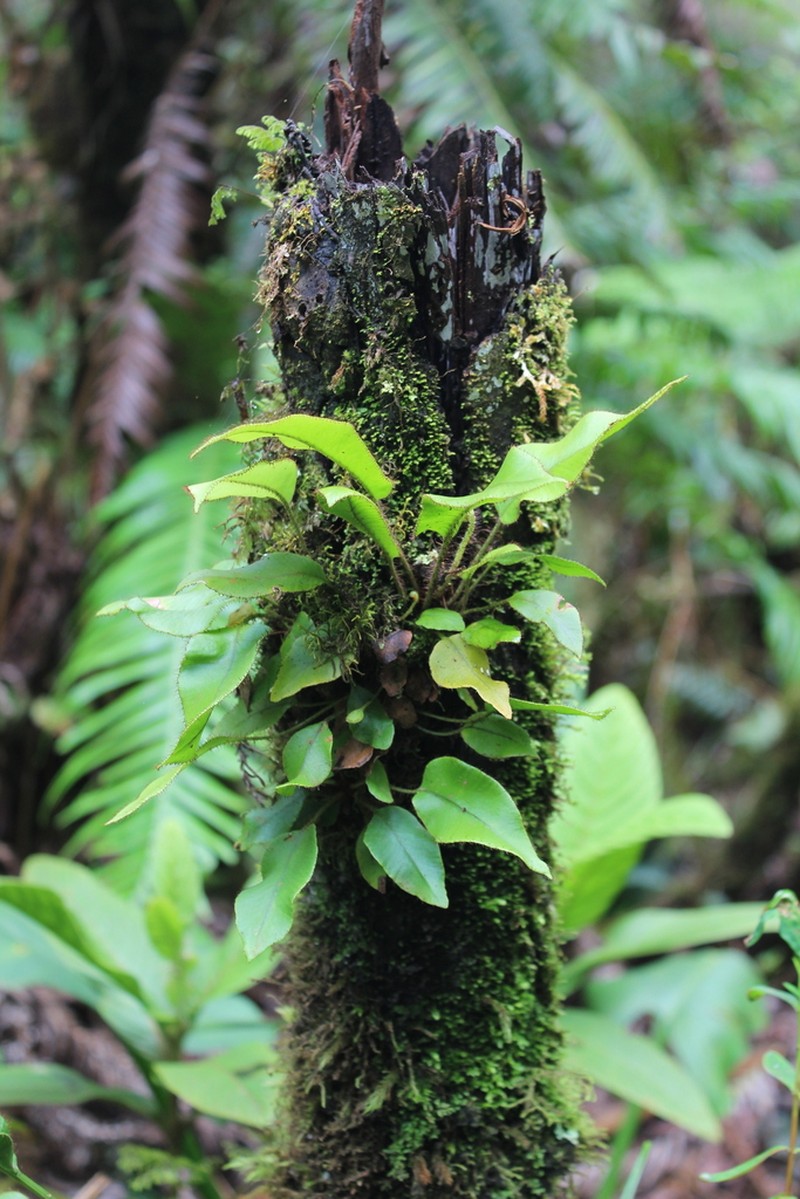 Elaphoglossum hybridum