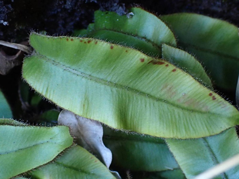 Elaphoglossum hybridum photo 2