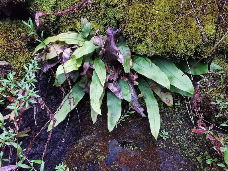 Elaphoglossum hybridum photo 3