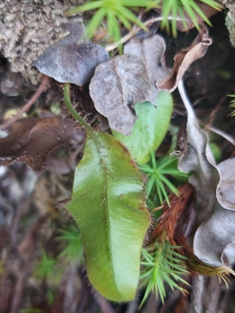 Elaphoglossum hybridum photo 4
