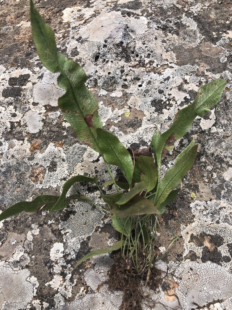 Elaphoglossum hybridum photo 5