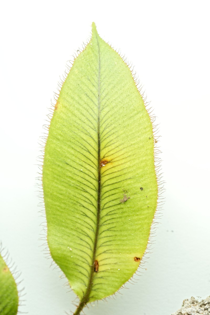 Elaphoglossum hybridum photo 6