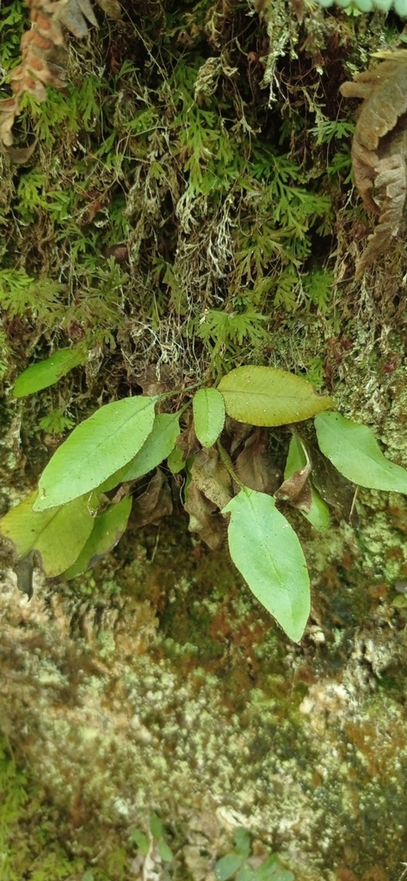 Elaphoglossum hybridum photo 7