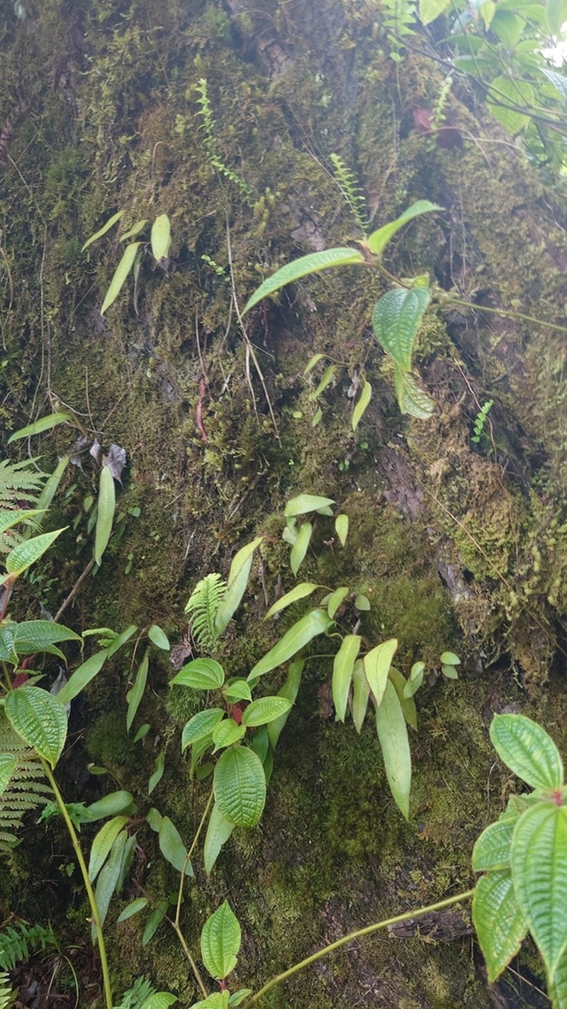 Elaphoglossum hybridum photo 8