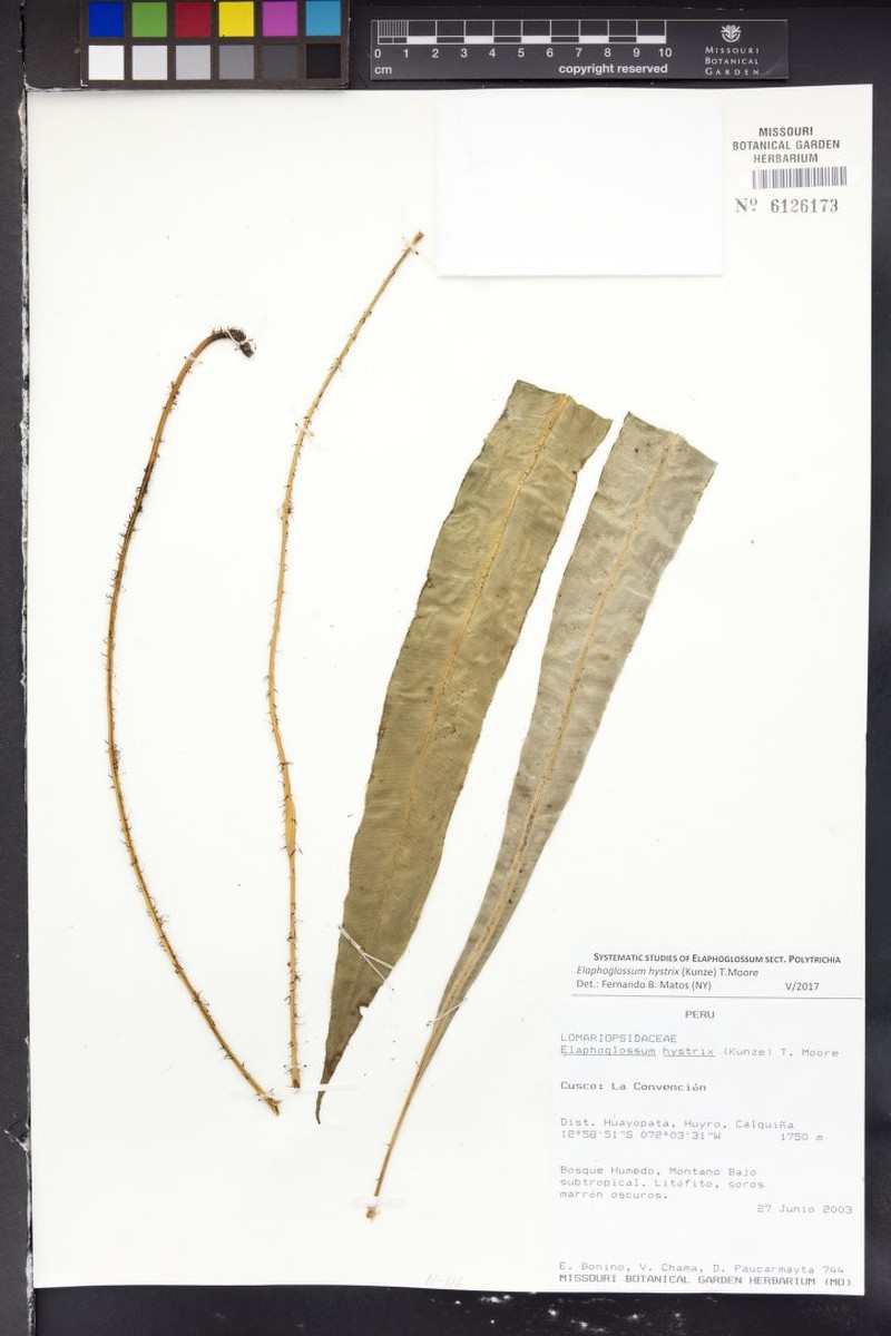 Elaphoglossum hystrix