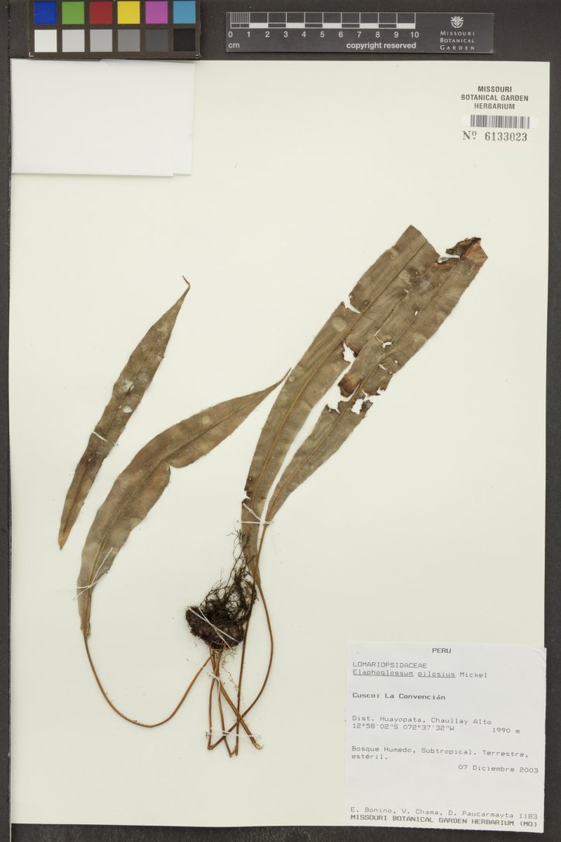 Elaphoglossum hystrix photo 2