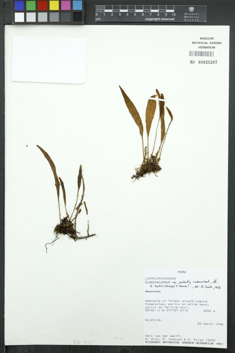 Elaphoglossum hystrix photo 3