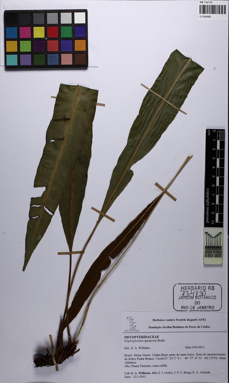 Elaphoglossum iguapense