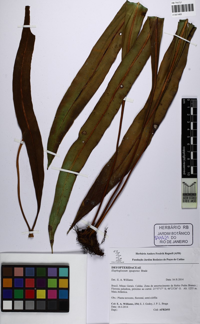 Elaphoglossum iguapense photo 2