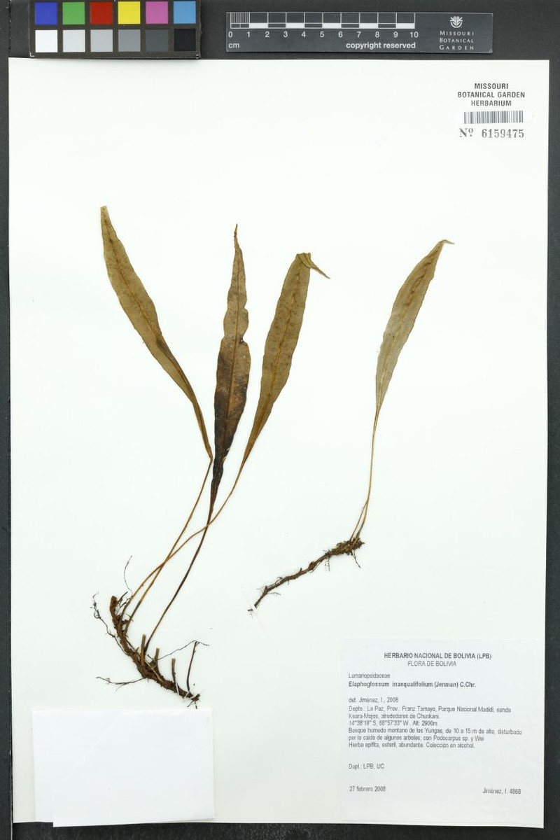 Elaphoglossum inaequalifolium