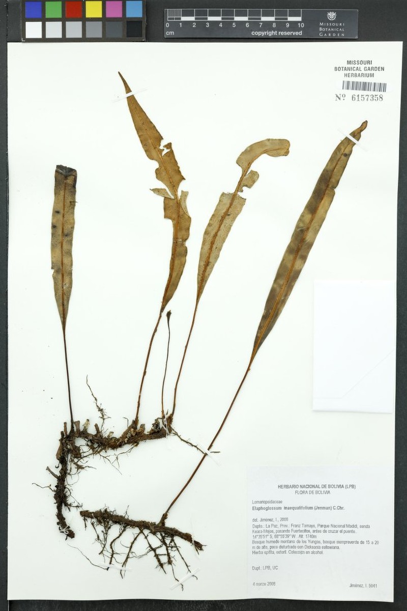Elaphoglossum inaequalifolium photo 2
