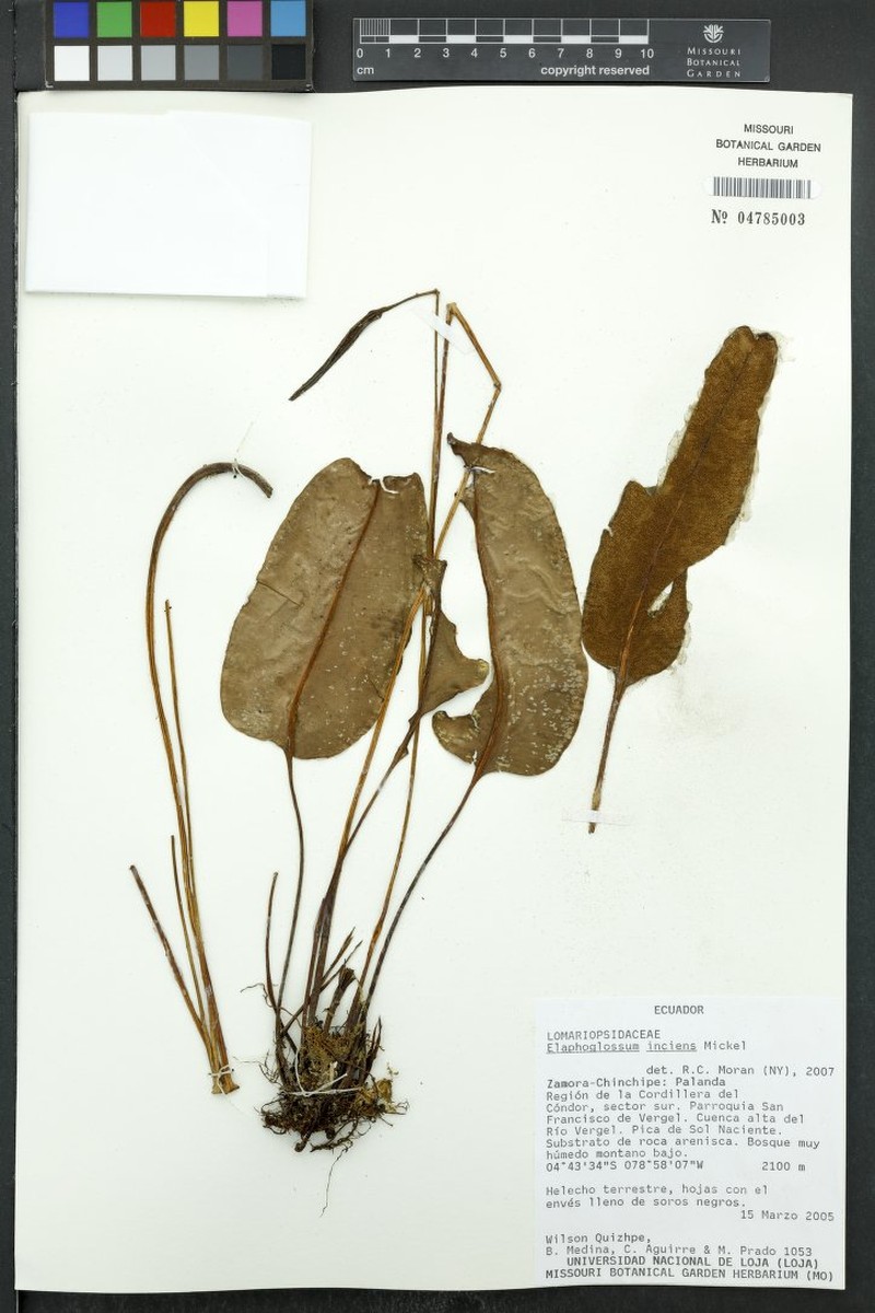 Elaphoglossum inciens