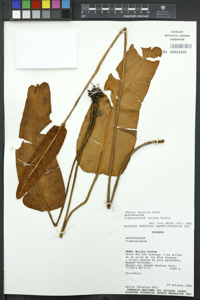 Elaphoglossum inciens photo 2