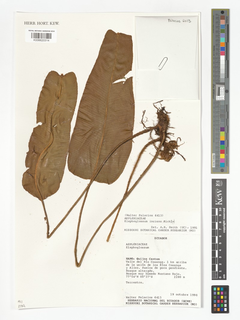 Elaphoglossum inciens photo 3