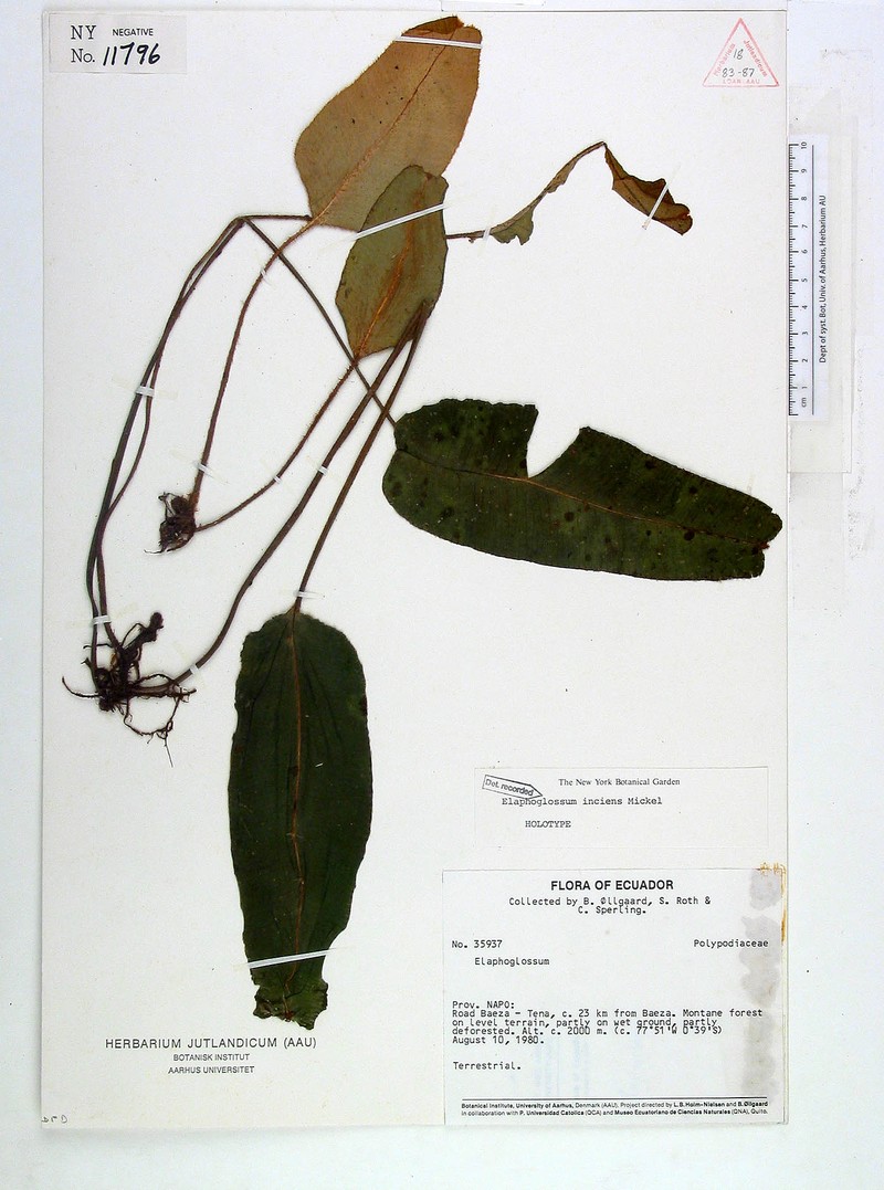 Elaphoglossum inciens photo 4