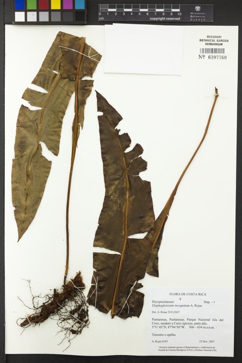 Elaphoglossum incognitum