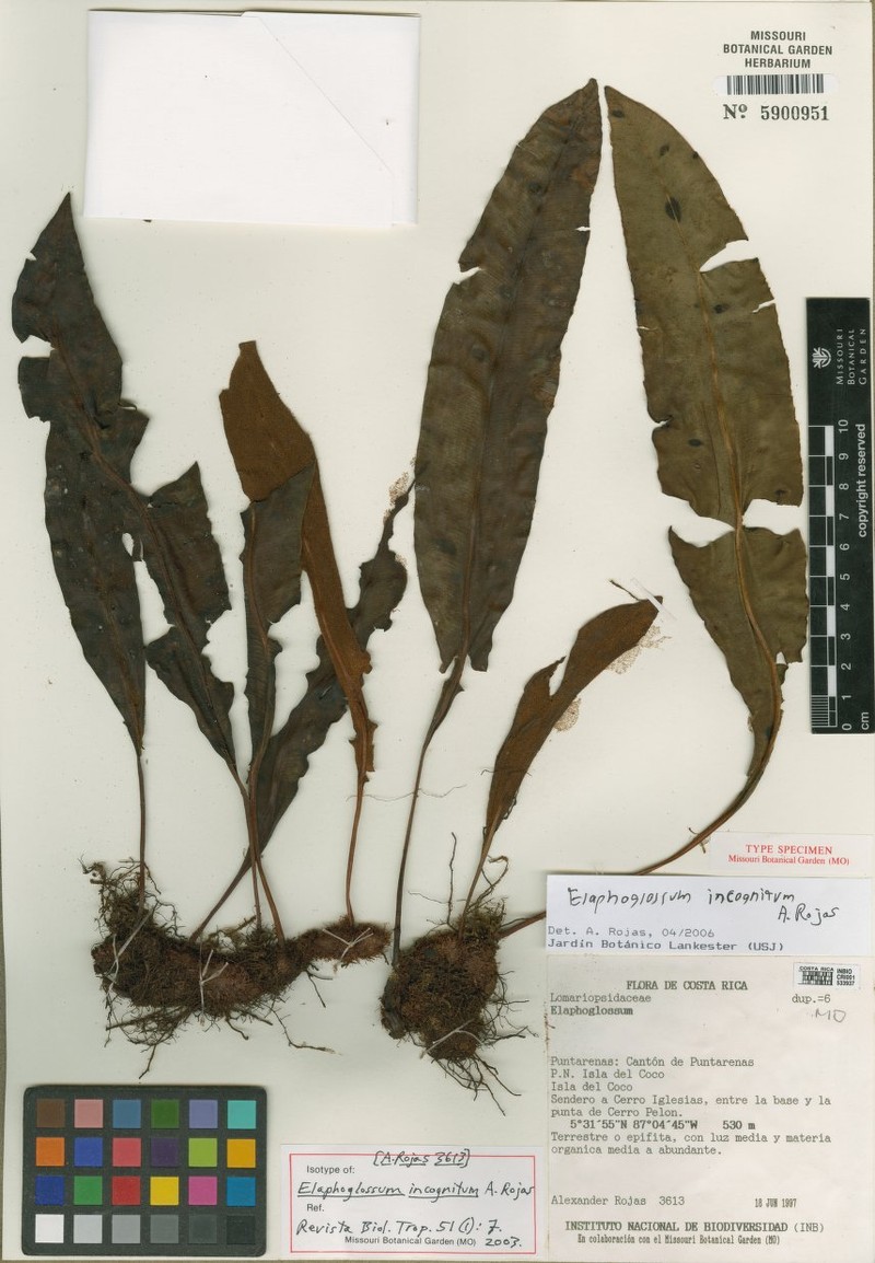 Elaphoglossum incognitum photo 2