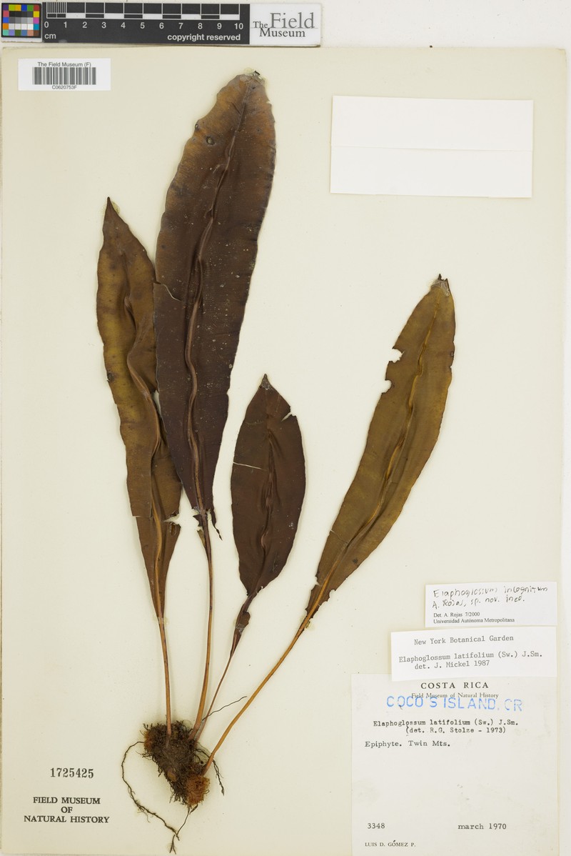 Elaphoglossum incognitum photo 3