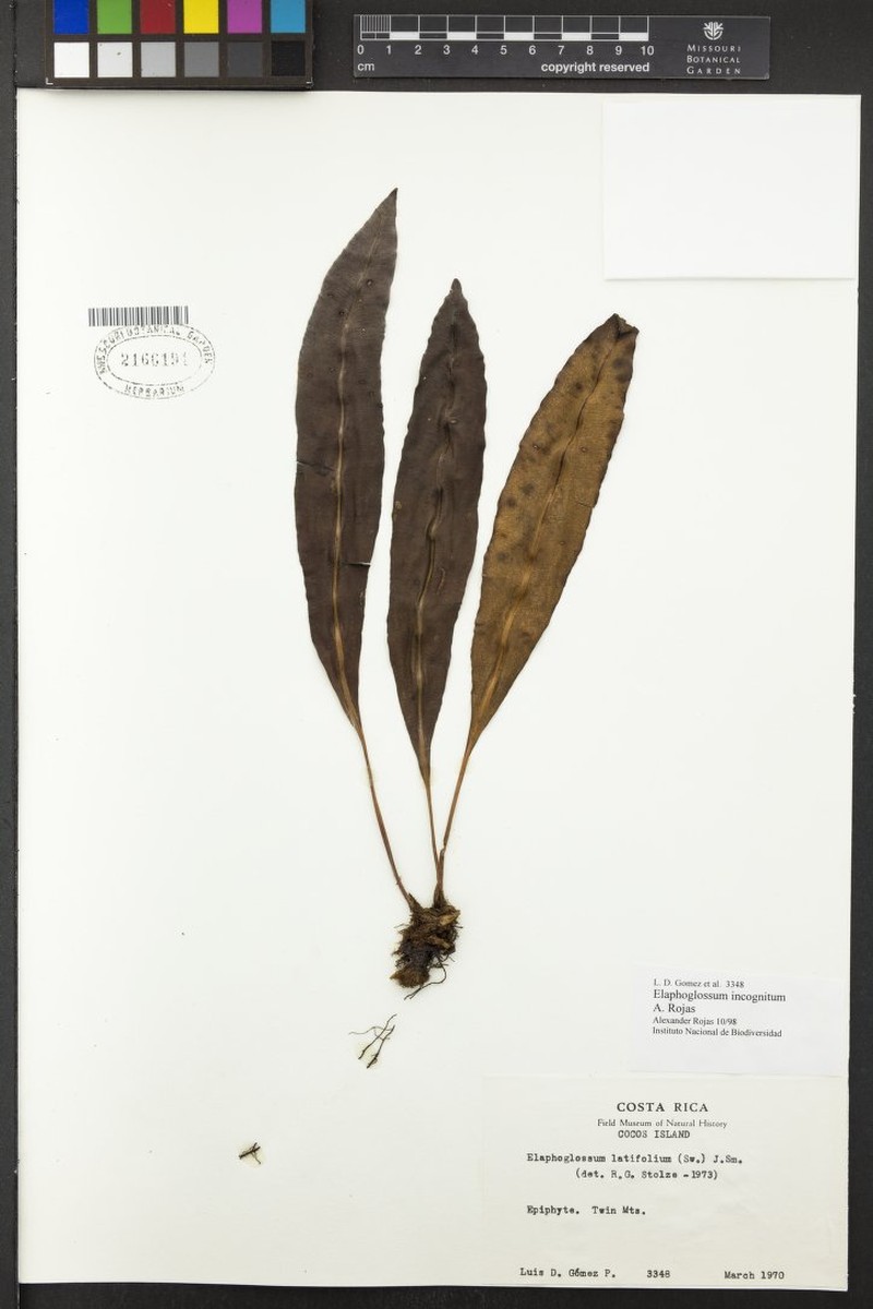 Elaphoglossum incognitum photo 4