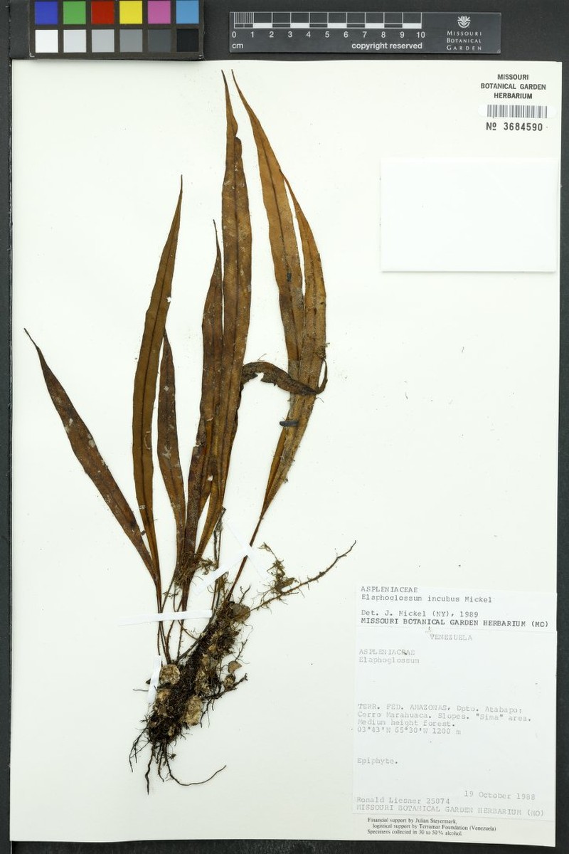 Elaphoglossum incubus