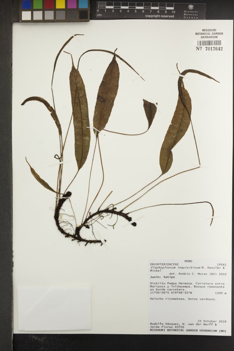 Elaphoglossum inquisitivum