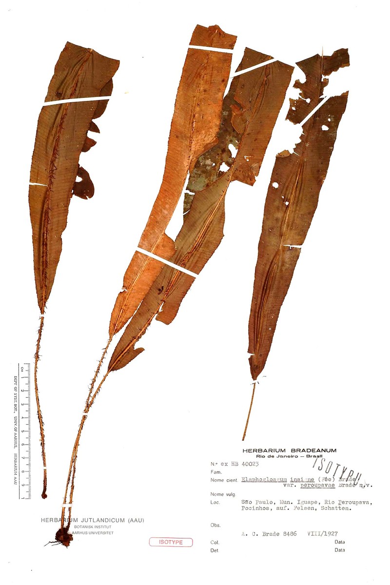 Elaphoglossum insigne
