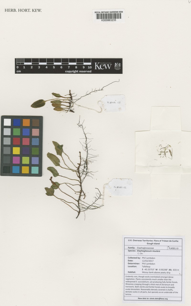 Elaphoglossum insulare