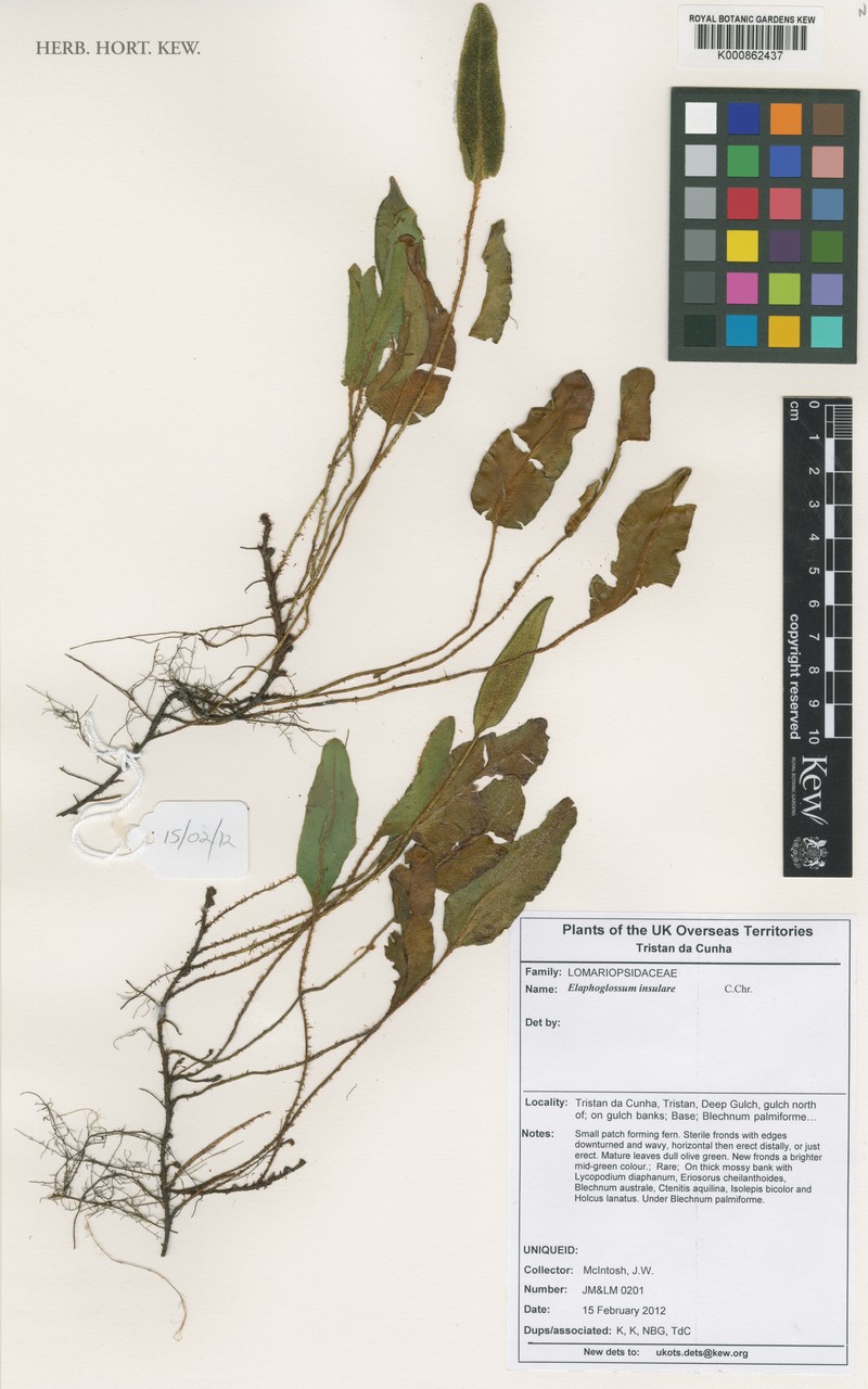 Elaphoglossum insulare photo 2