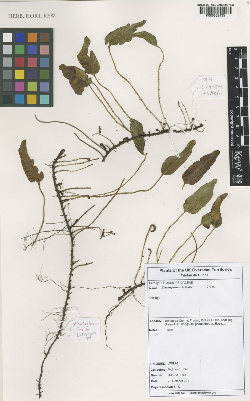 Elaphoglossum insulare photo 3