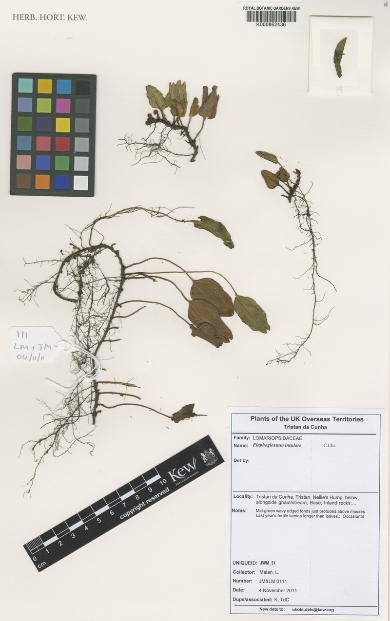Elaphoglossum insulare photo 4