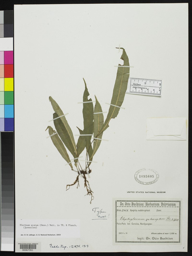 Elaphoglossum interruptum