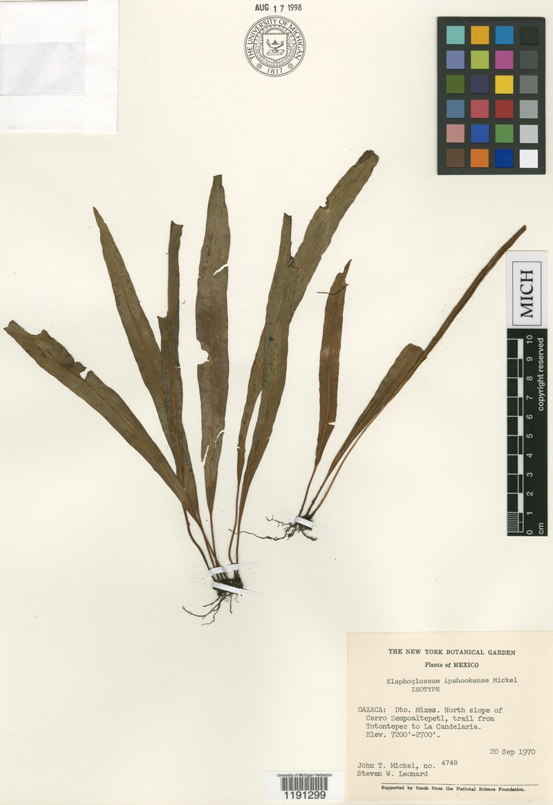 Elaphoglossum ipshookense