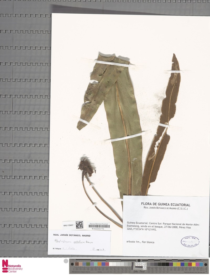 Elaphoglossum isabelense