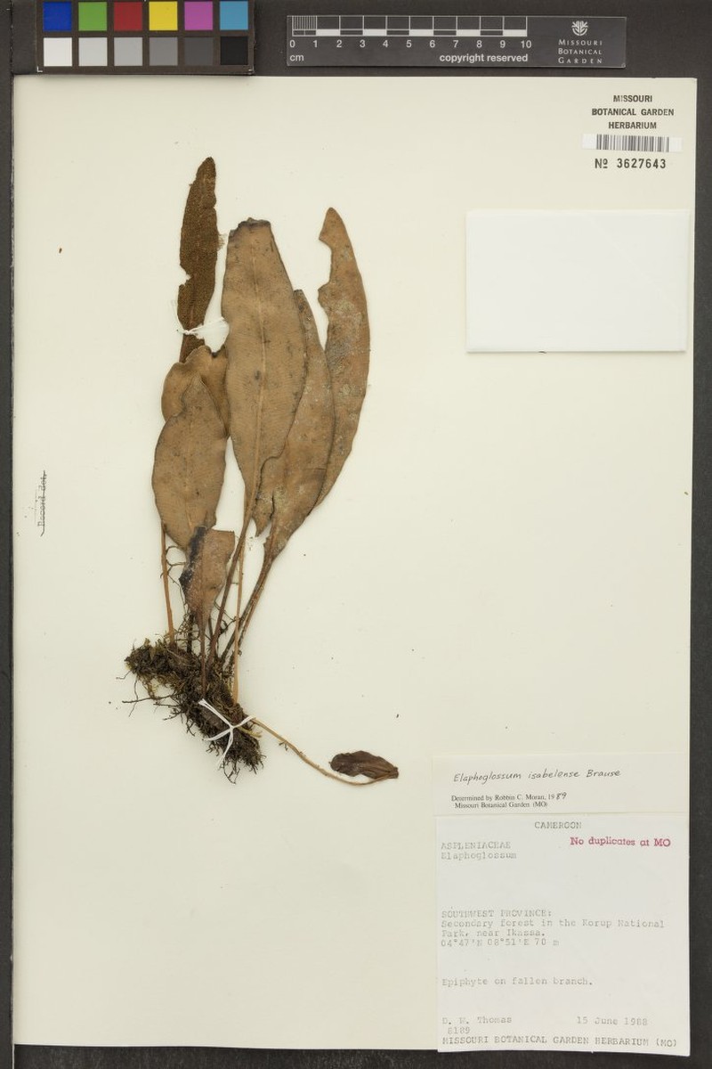 Elaphoglossum isabelense photo 2