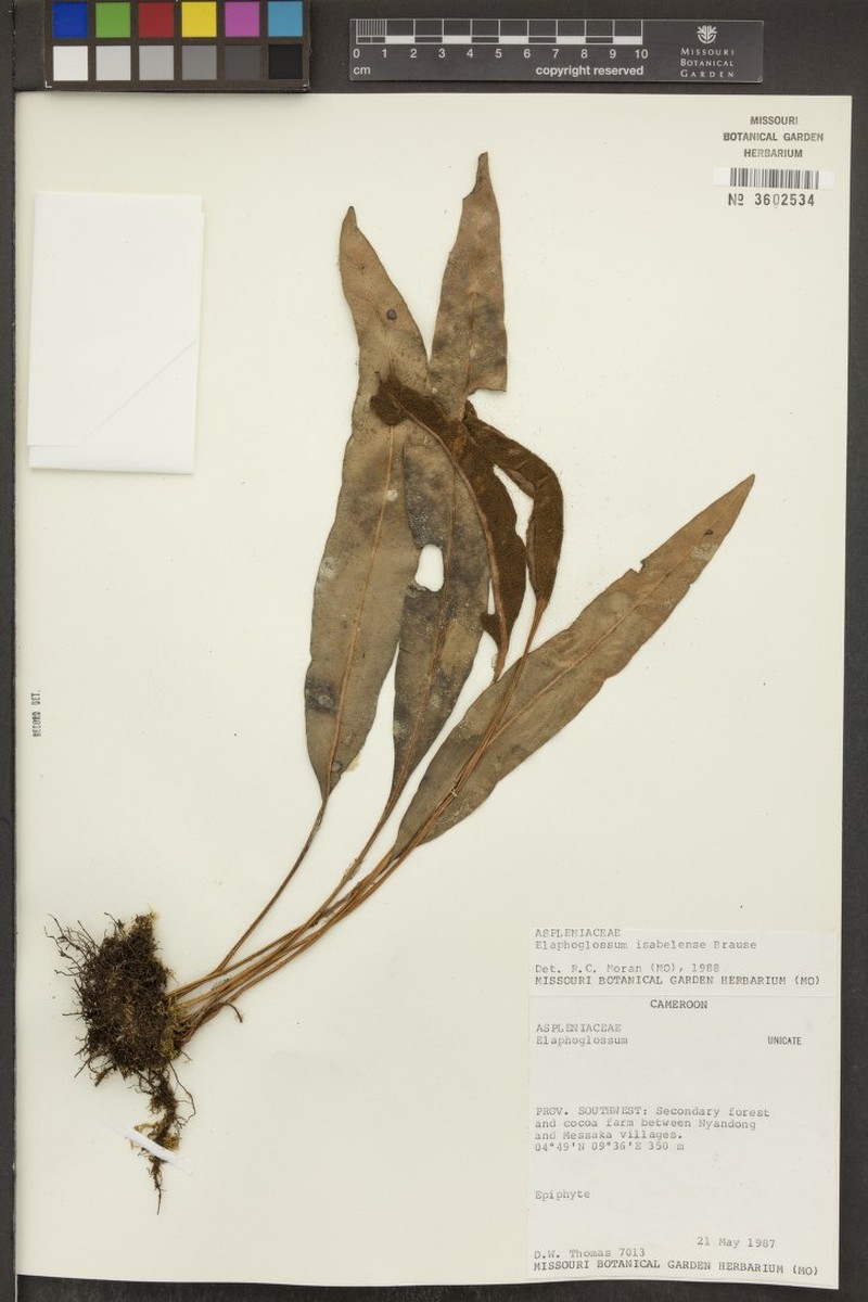 Elaphoglossum isabelense photo 3