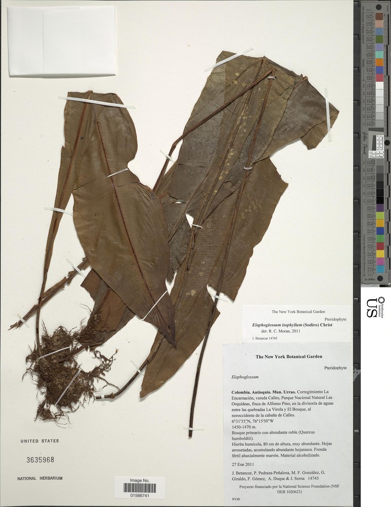 Elaphoglossum isophyllum