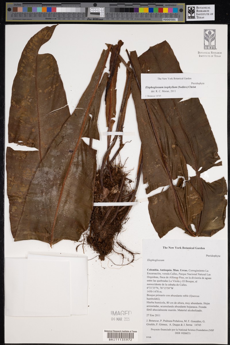 Elaphoglossum isophyllum photo 2