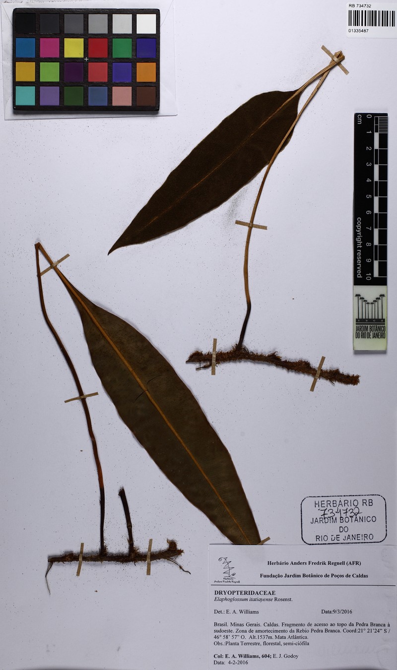 Elaphoglossum itatiayense