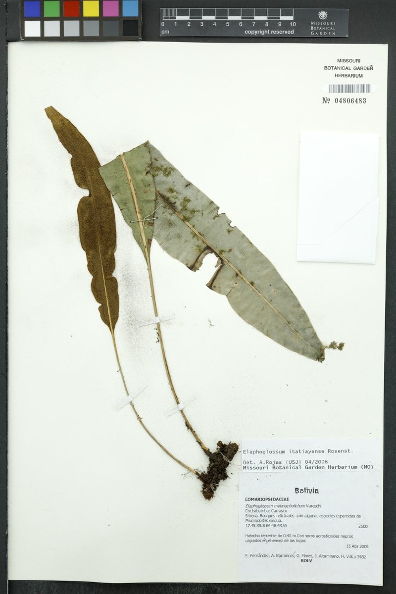 Elaphoglossum itatiayense photo 2