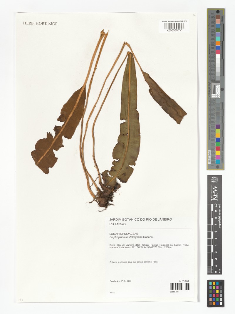 Elaphoglossum itatiayense photo 3