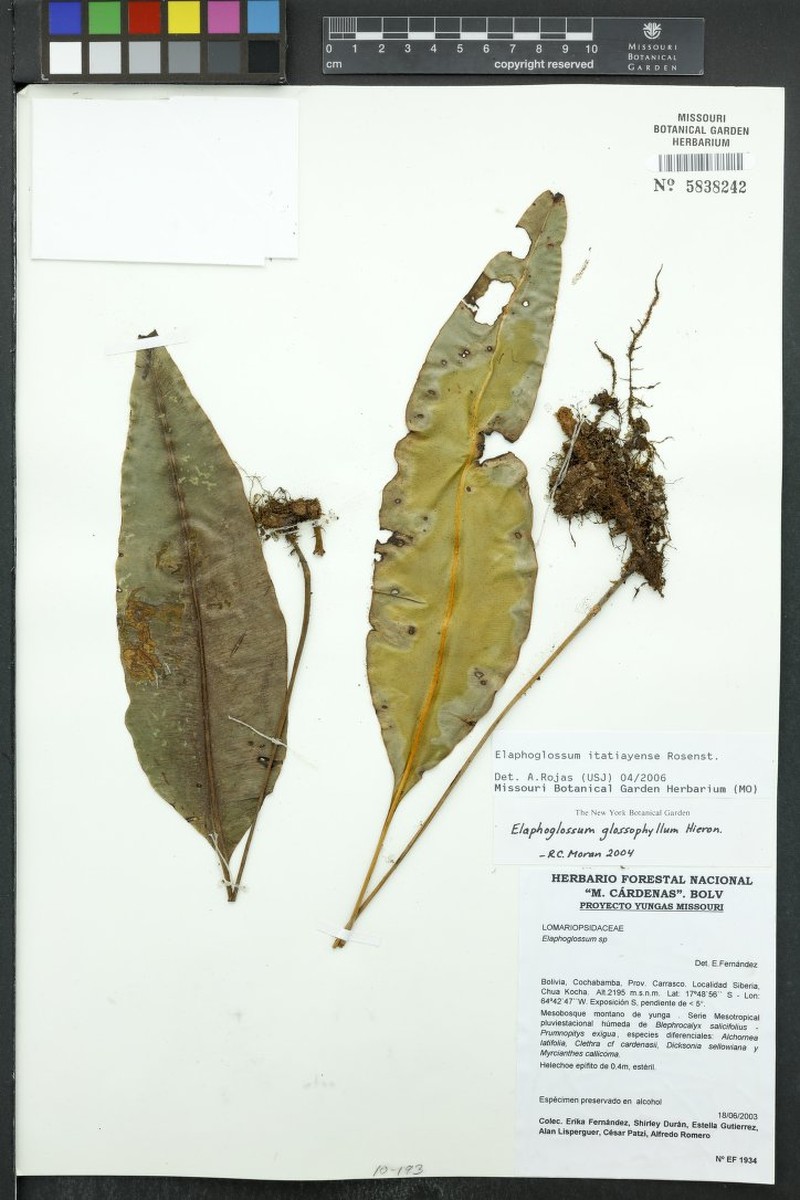 Elaphoglossum itatiayense photo 4