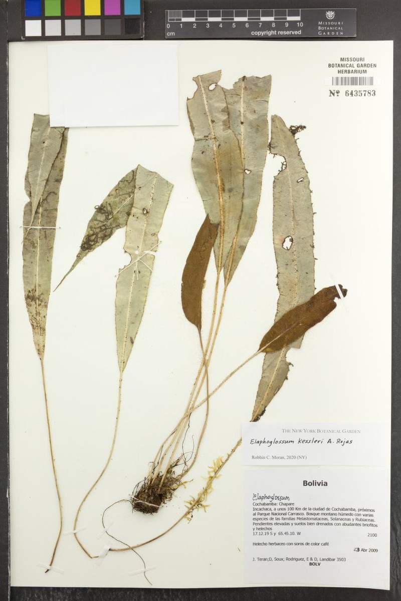 Elaphoglossum kessleri