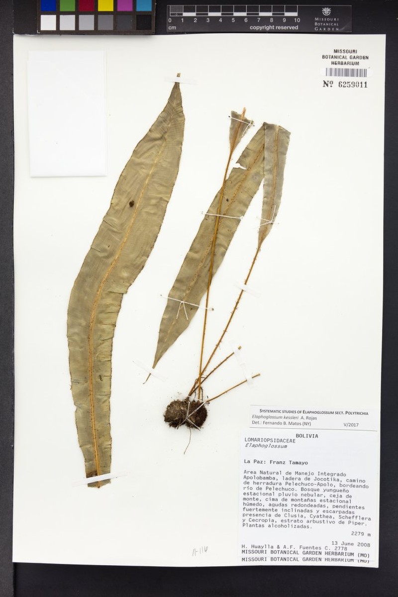 Elaphoglossum kessleri photo 2